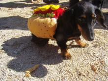 Hot dog. Author: istolethetv. License CC BY 2.0