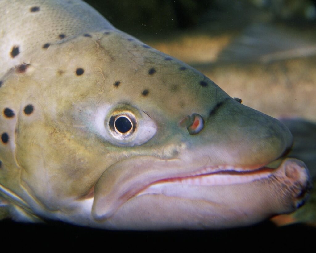 https://pixnio.com/fauna-animals/fishes/close-up-view-of-a-brown-trout-fish License CC0